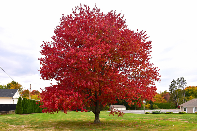 Red Maple (Acer rubrum) at Ritchie Feed & Seed Inc.