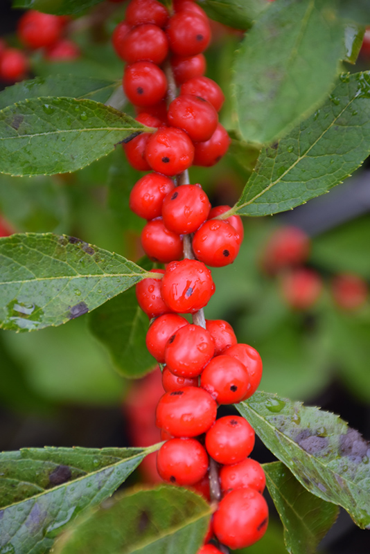 Red Sprite Winterberry (Ilex verticillata 'Red Sprite') at Ritchie Feed & Seed Inc.