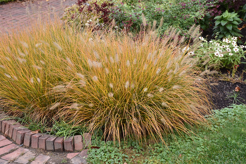 Hameln Dwarf Fountain Grass (Pennisetum alopecuroides 'Hameln') at Ritchie Feed & Seed Inc.