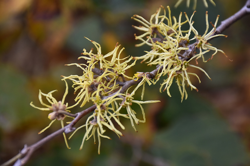 Common Witchhazel (Hamamelis virginiana) at Ritchie Feed & Seed Inc.