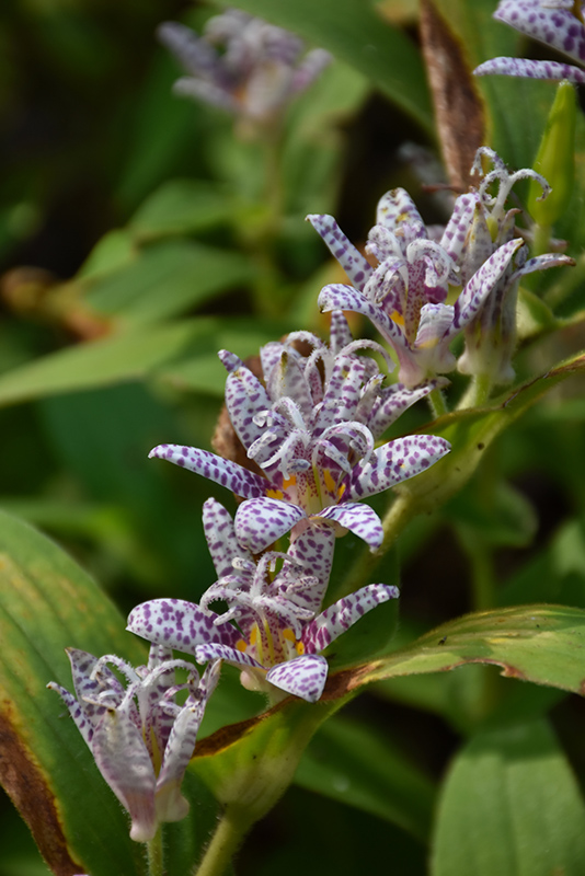 Toad Lily (Tricyrtis hirta) at Ritchie Feed & Seed Inc.