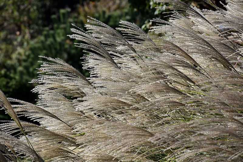 Gracillimus Maiden Grass (Miscanthus sinensis 'Gracillimus') at Ritchie Feed & Seed Inc.