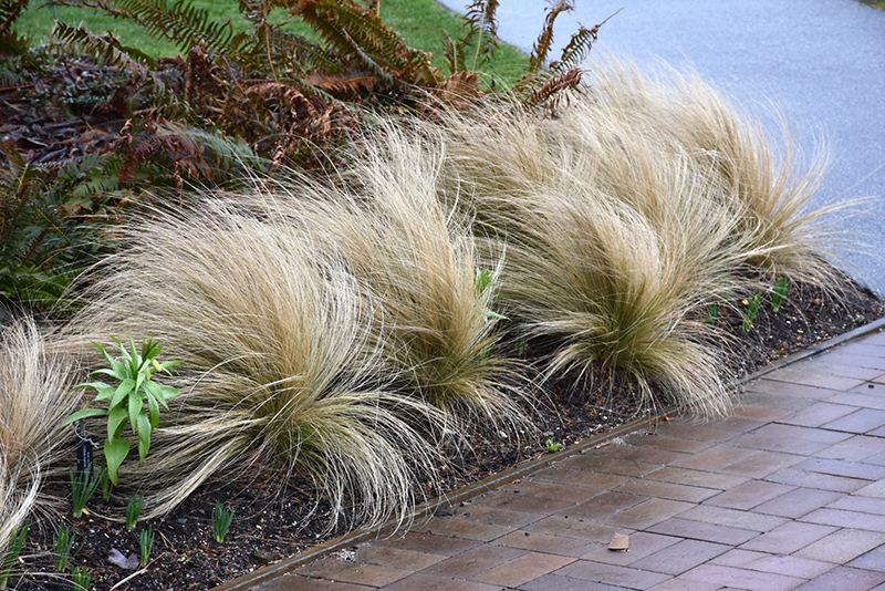 Mexican Feather Grass (Nassella tenuissima) at Ritchie Feed & Seed Inc.