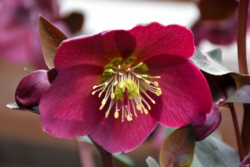 Anna's Red Hellebore (Helleborus 'Anna's Red') at Ritchie Feed & Seed Inc.