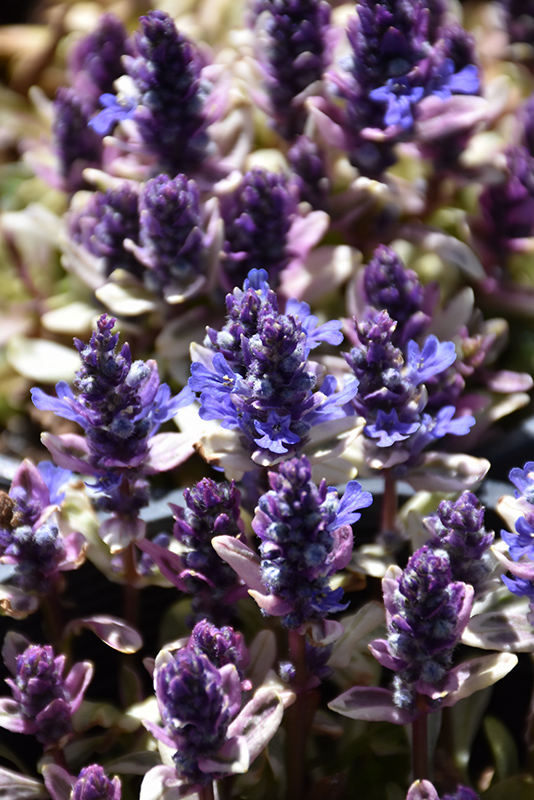 Dixie Chip Bugleweed (Ajuga 'Dixie Chip') at Ritchie Feed & Seed Inc.