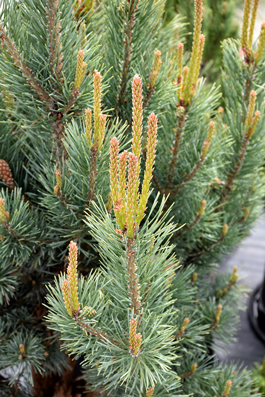 Dwarf Blue Scotch Pine (Pinus sylvestris 'Glauca Nana') at Ritchie Feed & Seed Inc.
