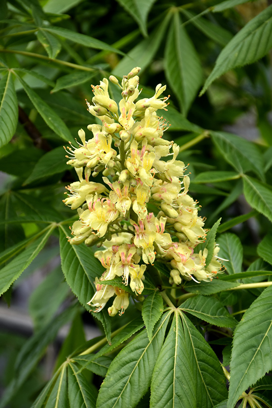 Ohio Buckeye (Aesculus glabra) at Ritchie Feed & Seed Inc.