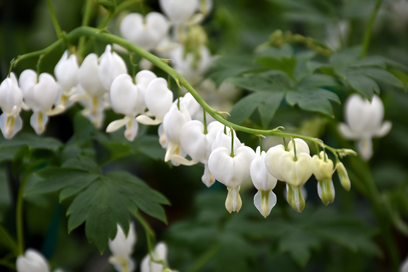 White Bleeding Heart (Dicentra spectabilis 'Alba') at Ritchie Feed & Seed Inc.