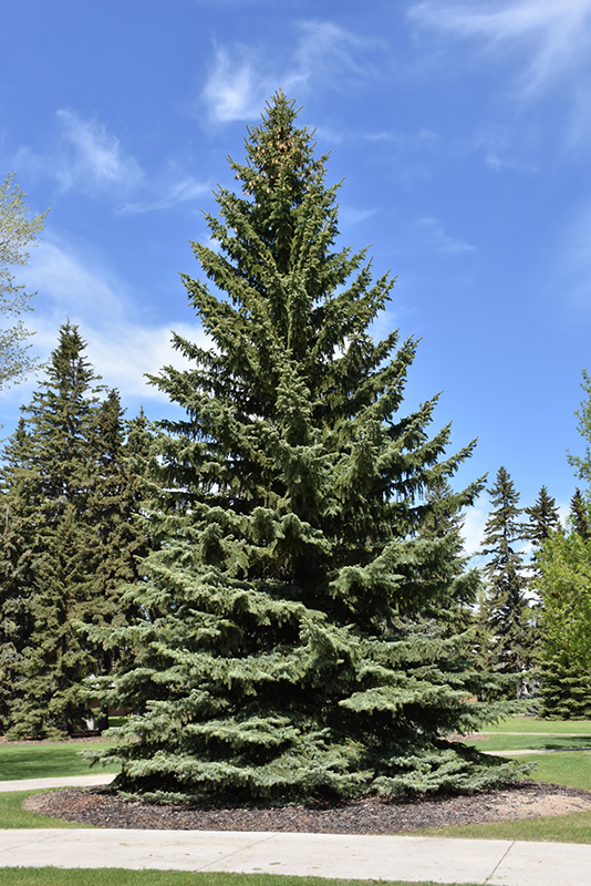 Blue Colorado Spruce (Picea pungens 'var. glauca') at Ritchie Feed & Seed Inc.