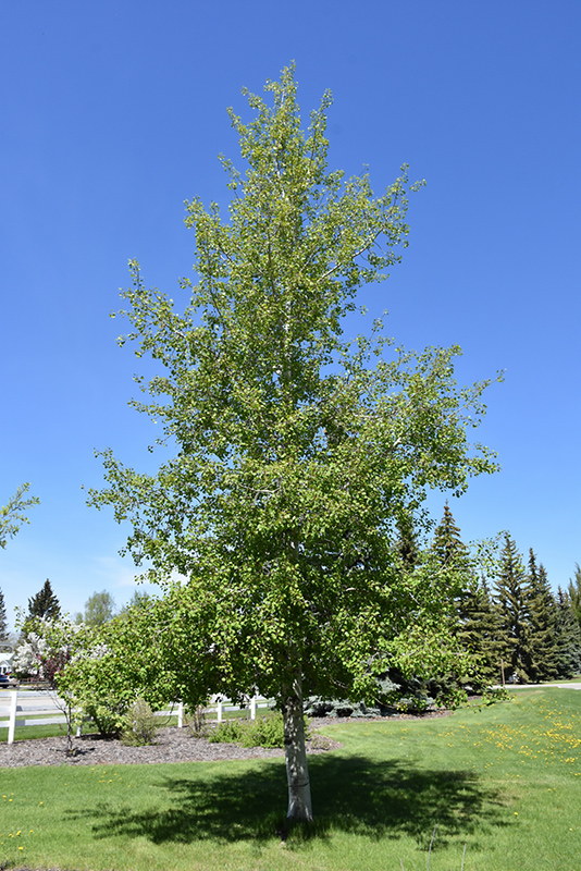 Trembling Aspen (Populus tremuloides) at Ritchie Feed & Seed Inc.