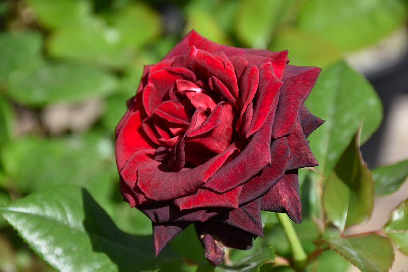 Black Baccara Rose (Rosa 'Black Baccara') at Ritchie Feed & Seed Inc.