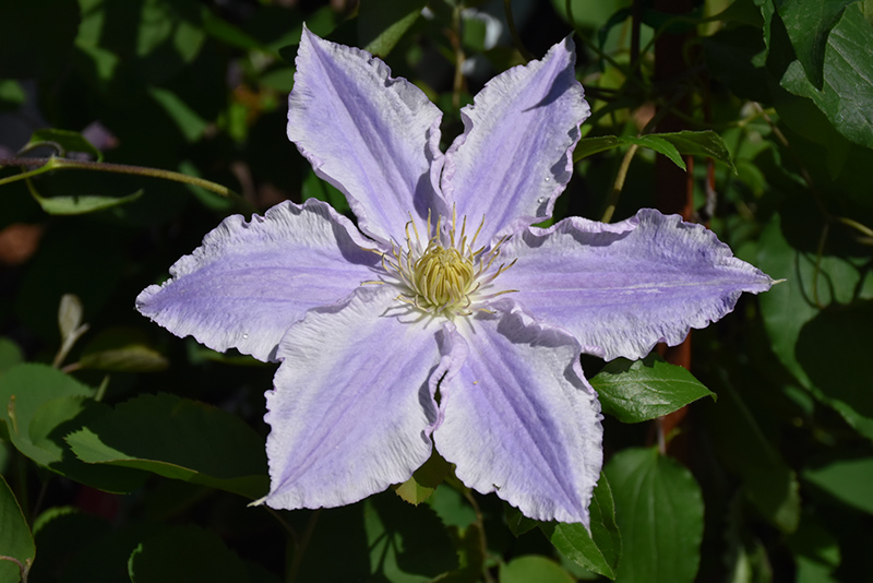 Ruffled Feathers Clematis (Clematis 'Vancouver Sea Breeze') at Ritchie Feed & Seed Inc.