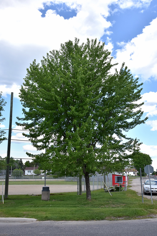Silver Maple (Acer saccharinum) at Ritchie Feed & Seed Inc.