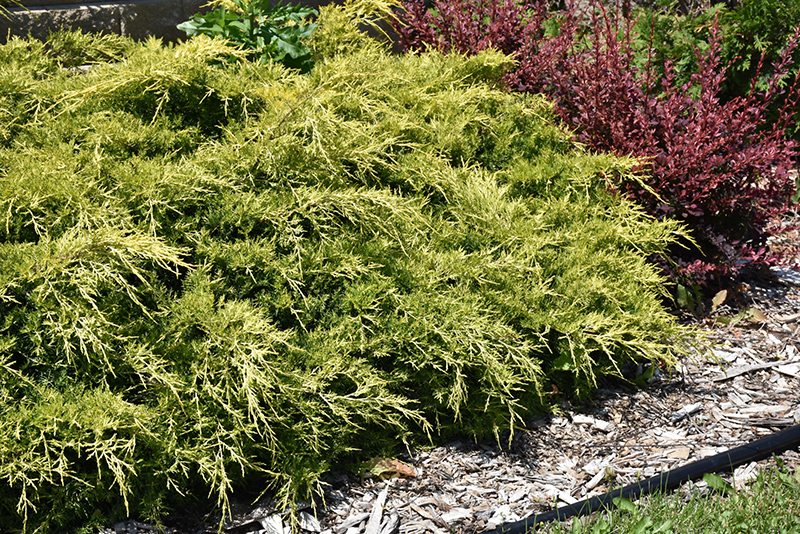 Gold Lace Juniper (Juniperus x media 'Gold Lace') at Ritchie Feed & Seed Inc.