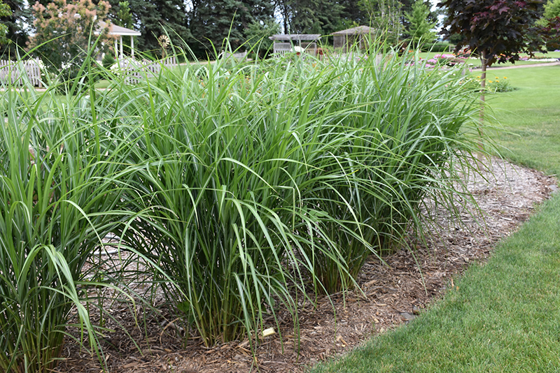 Malepartus Maiden Grass (Miscanthus sinensis 'Malepartus') at Ritchie Feed & Seed Inc.