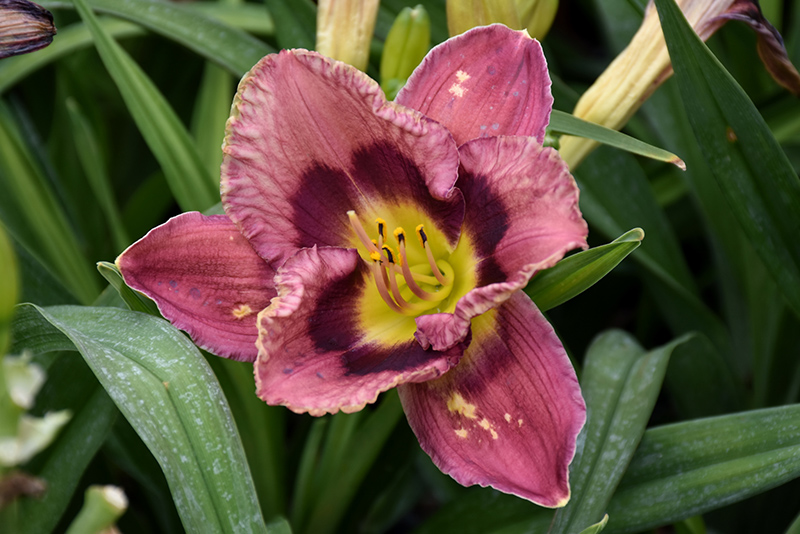 Always Afternoon Daylily (Hemerocallis 'Always Afternoon') at Ritchie Feed & Seed Inc.