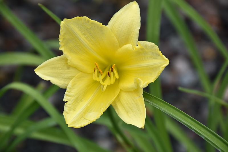 Happy Ever Appster Big Time Happy Daylily (Hemerocallis 'Big Time Happy') at Ritchie Feed & Seed Inc.