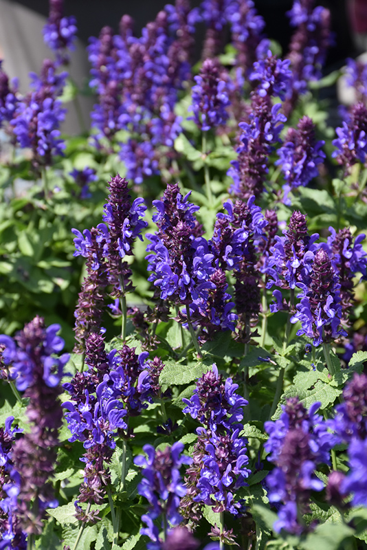 Blue Marvel Meadow Sage (Salvia nemorosa 'Blue Marvel') at Ritchie Feed & Seed Inc.