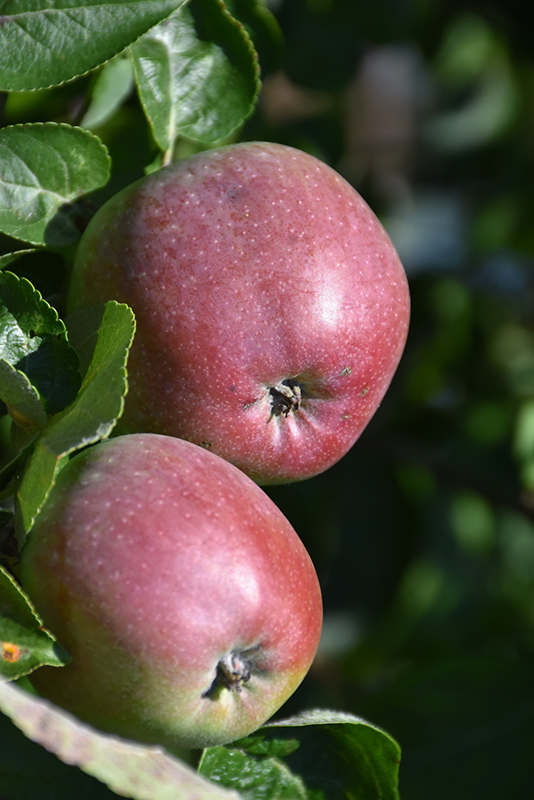 Spartan Apple (Malus 'Spartan') at Ritchie Feed & Seed Inc.
