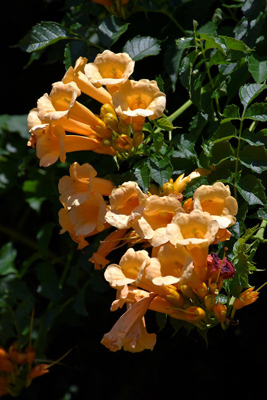 Yellow Trumpetvine (Campsis radicans 'Flava') at Ritchie Feed & Seed Inc.
