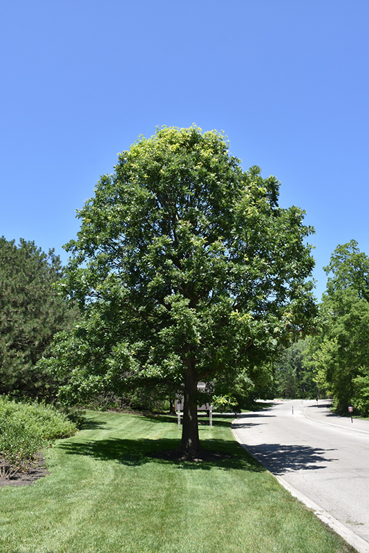 Bur Oak (Quercus macrocarpa) at Ritchie Feed & Seed Inc.