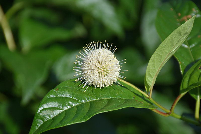 Sugar Shack Button Bush (Cephalanthus occidentalis 'SMCOSS') at Ritchie Feed & Seed Inc.