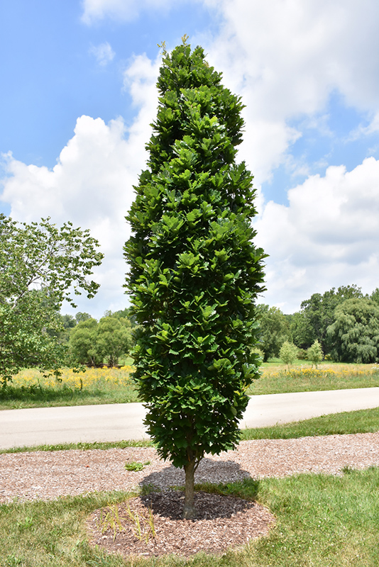 Kindred Spirit Oak (Quercus x warei 'Nadler') at Ritchie Feed & Seed Inc.