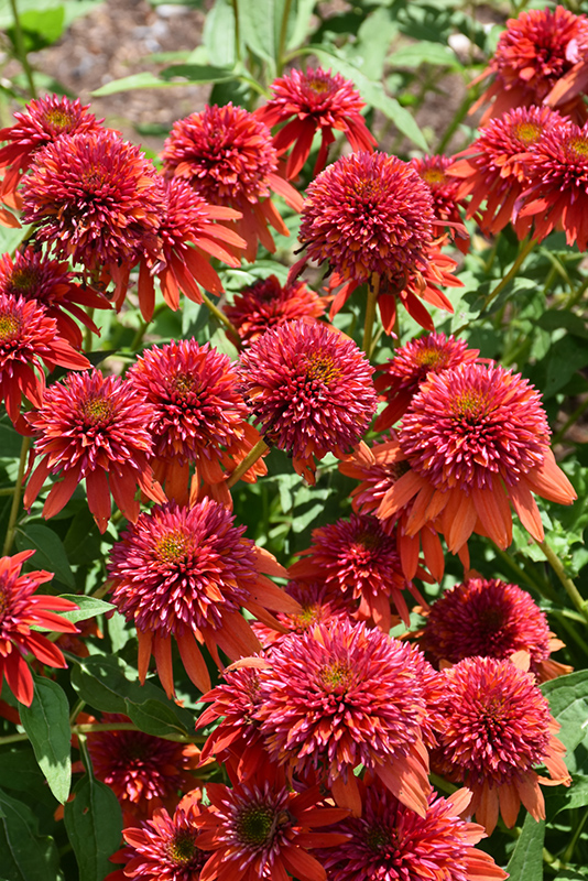 Double Scoop Orangeberry Coneflower (Echinacea 'Balscoberr') at Ritchie Feed & Seed Inc.