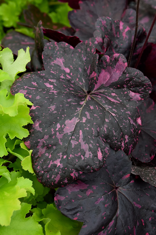 Midnight Rose Coral Bells (Heuchera 'Midnight Rose') at Ritchie Feed & Seed Inc.