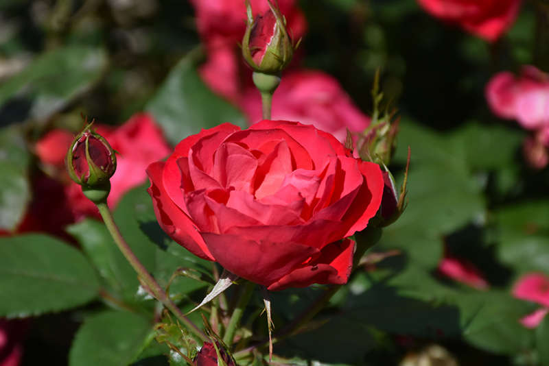 Oso Easy Double Red Rose (Rosa 'Meipeporia') at Ritchie Feed & Seed Inc.