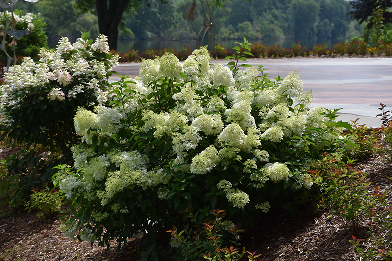 Little Lime Hydrangea (Hydrangea paniculata 'Jane') at Ritchie Feed & Seed Inc.