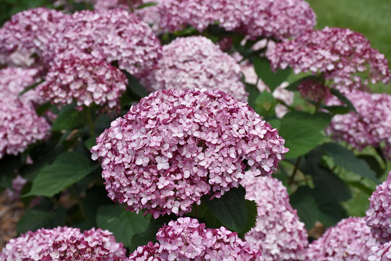 Incrediball Blush Smooth Hydrangea (Hydrangea arborescens 'NCHA4') at Ritchie Feed & Seed Inc.