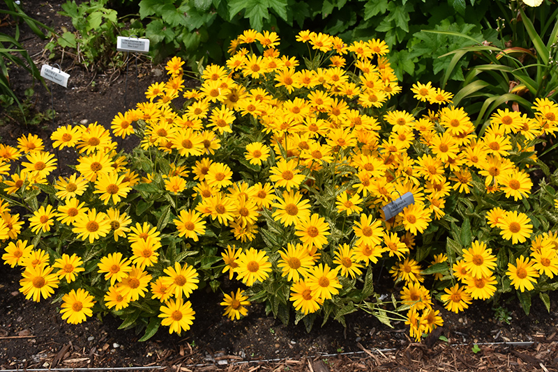 Sunstruck False Sunflower (Heliopsis helianthoides 'Sunstruck') at Ritchie Feed & Seed Inc.