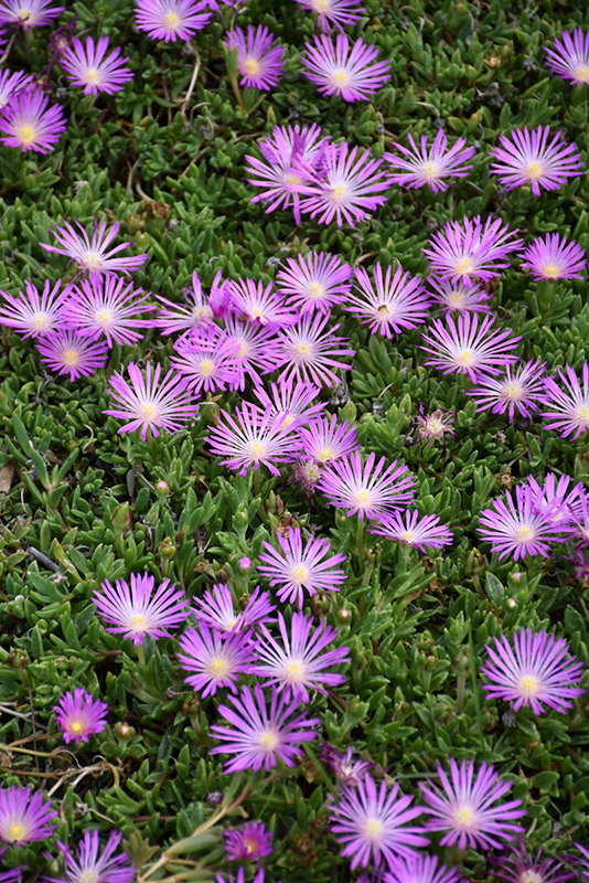 Table Mountain Ice Plant (Delosperma 'John Proffitt') at Ritchie Feed & Seed Inc.