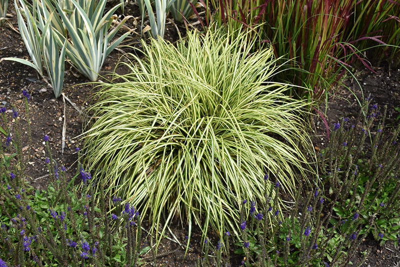 Evergold Variegated Japanese Sedge (Carex oshimensis 'Evergold') at Ritchie Feed & Seed Inc.
