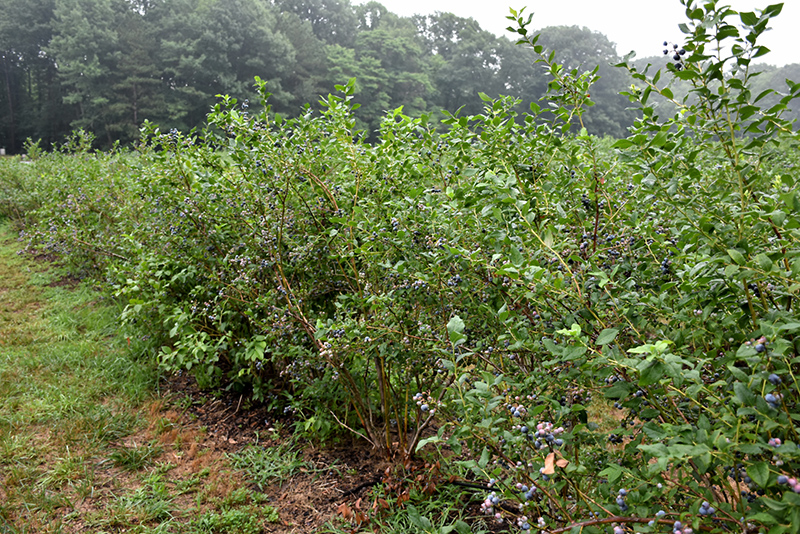 Bluecrop Blueberry (Vaccinium corymbosum 'Bluecrop') at Ritchie Feed & Seed Inc.