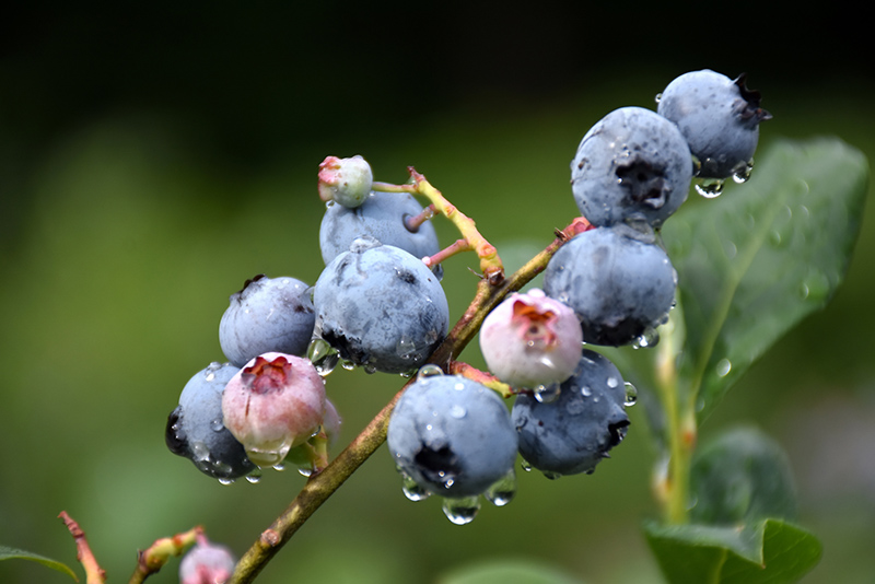 Blueray Blueberry (Vaccinium corymbosum 'Blueray') at Ritchie Feed & Seed Inc.