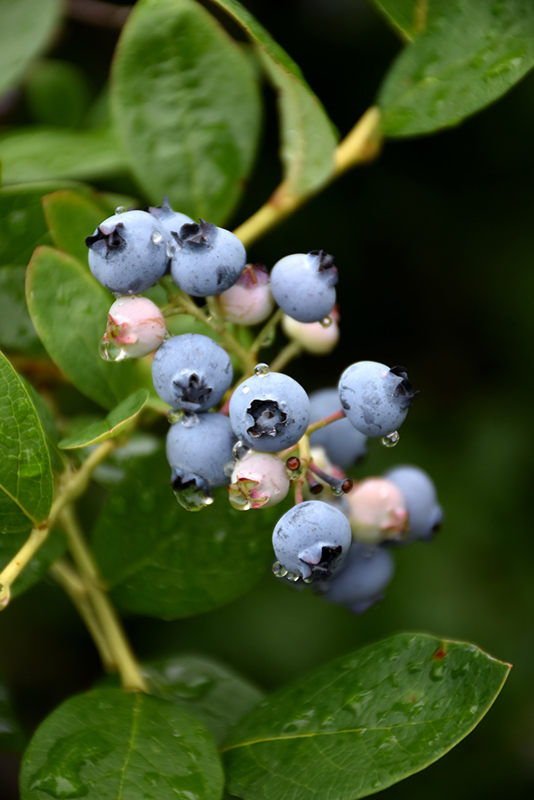 Jersey Blueberry (Vaccinium corymbosum 'Jersey') at Ritchie Feed & Seed Inc.