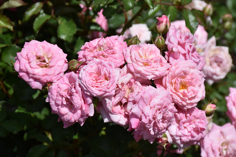 Sweet Drift Rose (Rosa 'Meiswetdom') at Ritchie Feed & Seed Inc.