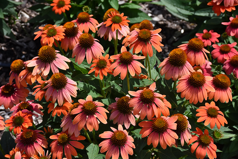 Sombrero Hot Coral Coneflower (Echinacea 'Balsomcor') at Ritchie Feed & Seed Inc.