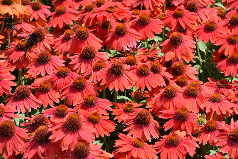 Sombrero Salsa Red Coneflower (Echinacea 'Balsomsed') at Ritchie Feed & Seed Inc.