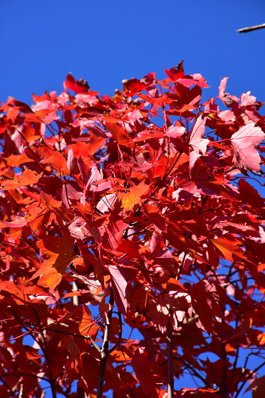 October Glory Red Maple (Acer rubrum 'October Glory') at Ritchie Feed & Seed Inc.