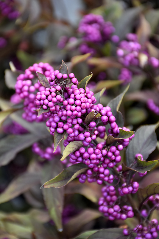 Pearl Glam Beautyberry (Callicarpa 'NCCX2') at Ritchie Feed & Seed Inc.