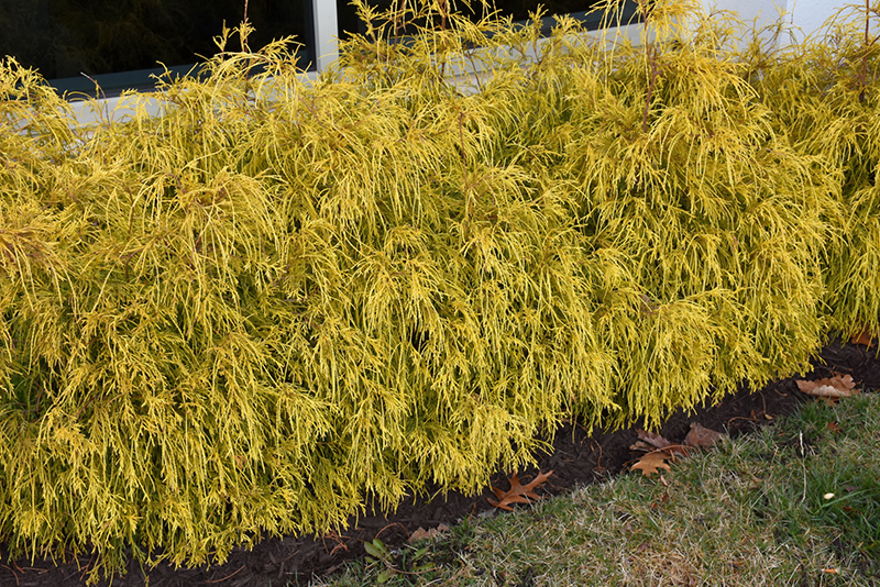 Golden Charm Falsecypress (Chamaecyparis pisifera 'Golden Charm') at Ritchie Feed & Seed Inc.