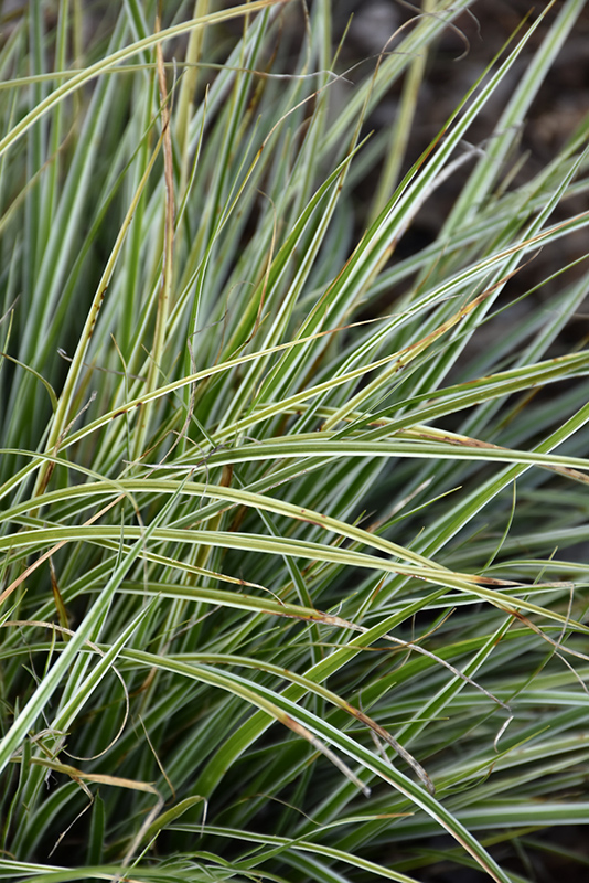 EverColor Everest Japanese Sedge (Carex oshimensis 'Carfit01') at Ritchie Feed & Seed Inc.