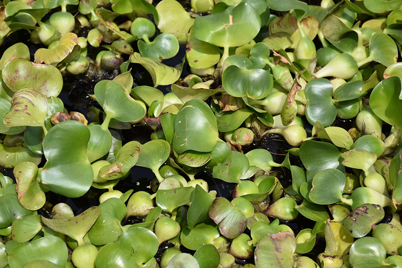 Water Hyacinth (Eichhornia crassipes) at Ritchie Feed & Seed Inc.
