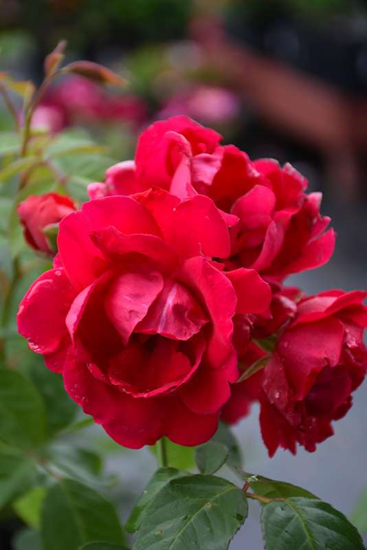 Blaze Rose (Rosa 'Blaze') at Ritchie Feed & Seed Inc.