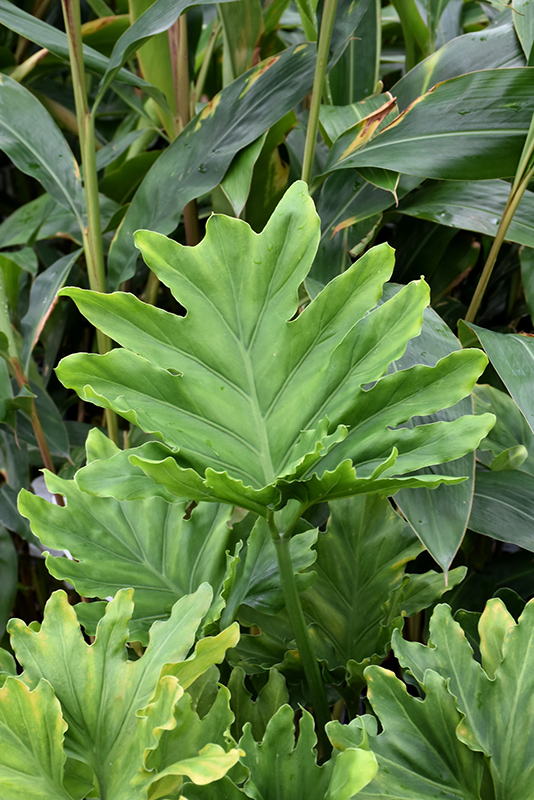 Hope Philodendron (Philodendron 'Hope') at Ritchie Feed & Seed Inc.