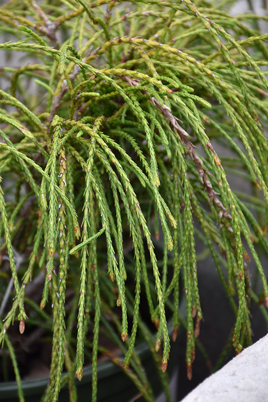 Whipcord Arborvitae (Thuja plicata 'Whipcord') at Ritchie Feed & Seed Inc.