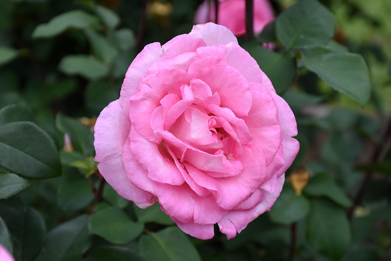 Beverly Eleganza Rose (Rosa 'KORpauvio') at Ritchie Feed & Seed Inc.